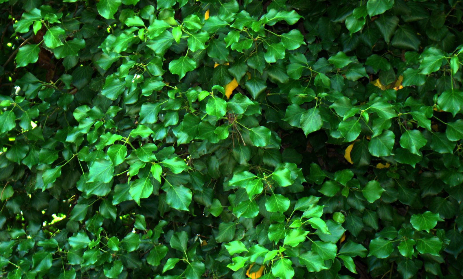 Ivy: The perfect toner