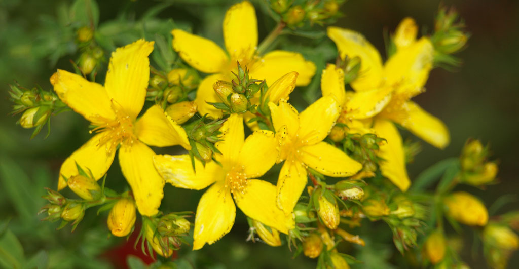 Hipérico y sus beneficios