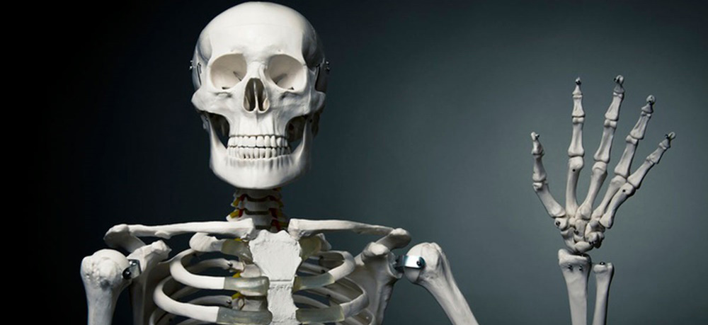 Quello che non sapevi delle ossa