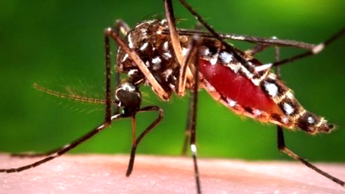 El Dengue hemorrágico puede revelarse a futuro a través de un análisis de sangre