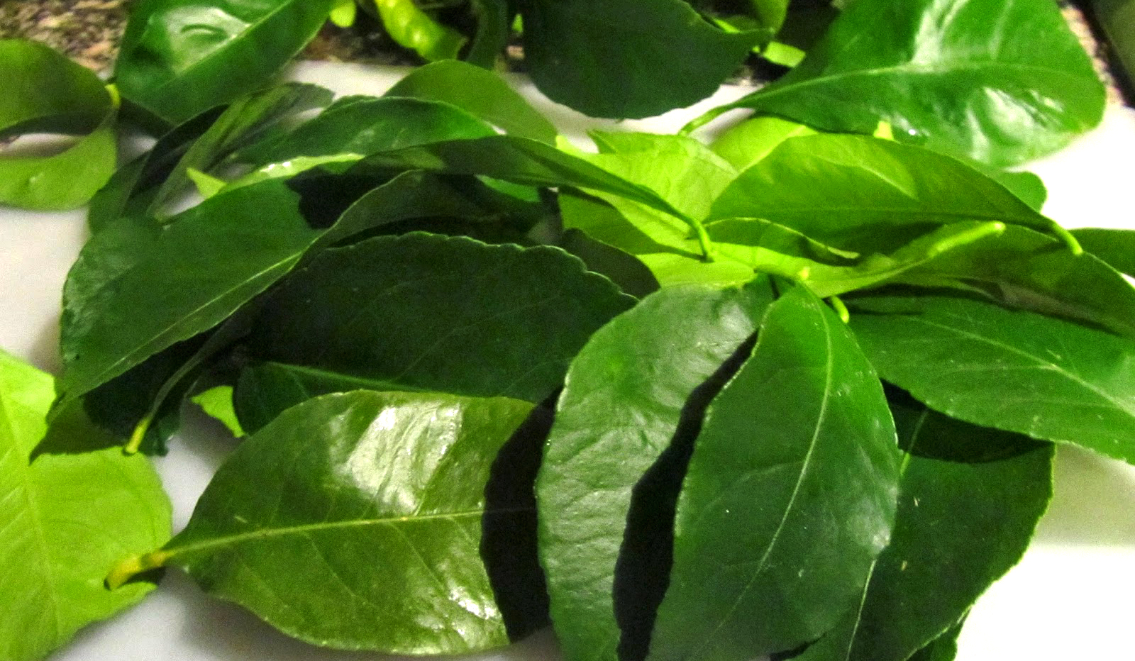 Lemon leaves as antipyretic
