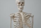 Osteología, osteology