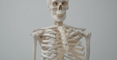 Osteología, osteology