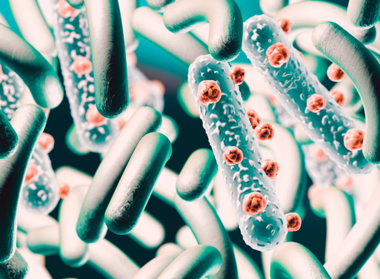 Microbiota intestinale: cos’è, perché è fondamentale e come riequilibrarlo davvero