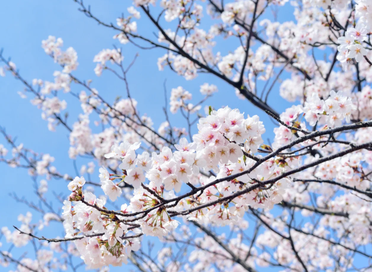Primavera e stanchezza: strategie per vivere meglio questa stagione